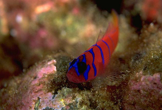 Lythrypnus dalli (Gobide della Catalina)